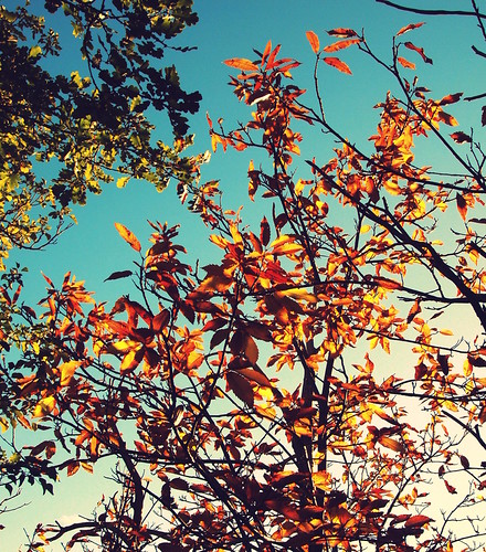 B-bye 2013 by god_save_the_green, Colombières-sur-Orb, Francewood blue autumn sunset sky orange brown white mountain france tree green
