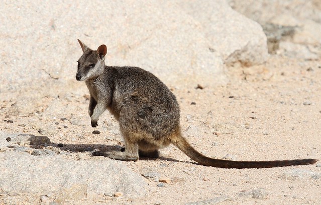 Allied Rock Wallaby ~ Petrogale assimilis ~ Magnetic Island