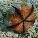 (Seestern) / Cushion Star (Starfish)