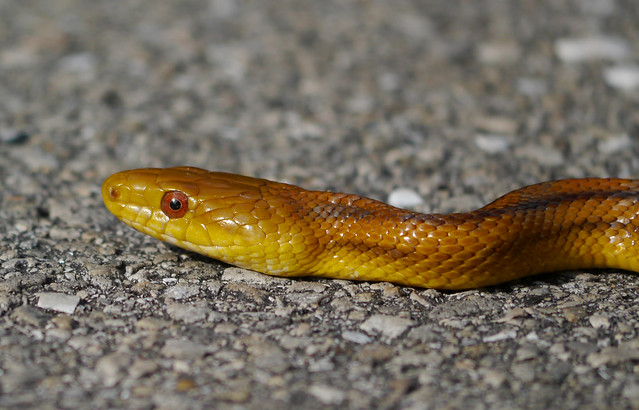 rat snake 1
