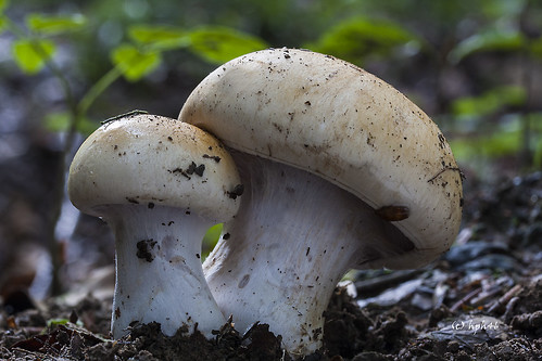 mushroom göttingen pilz niedersachsen schleierling zumkerstlingeröderfeldgöttingenniedersachsendeutschlan cortinariusspec