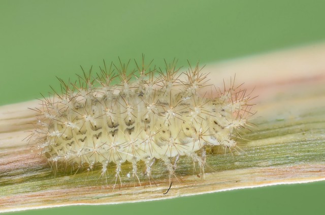 Cynegetis impunctata larvae
