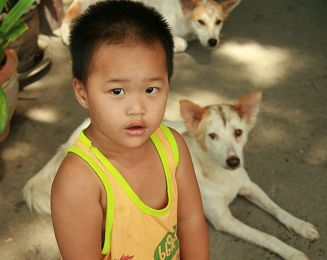 boy with his dogs