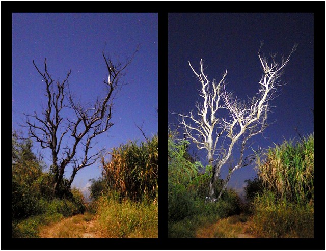 SUPER MOON -- A WITHERED TREE BY MOONLIGHT and FLASHLIGHT at the ENTRANCE TO ABC BEACH