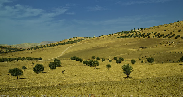 Farmer hill