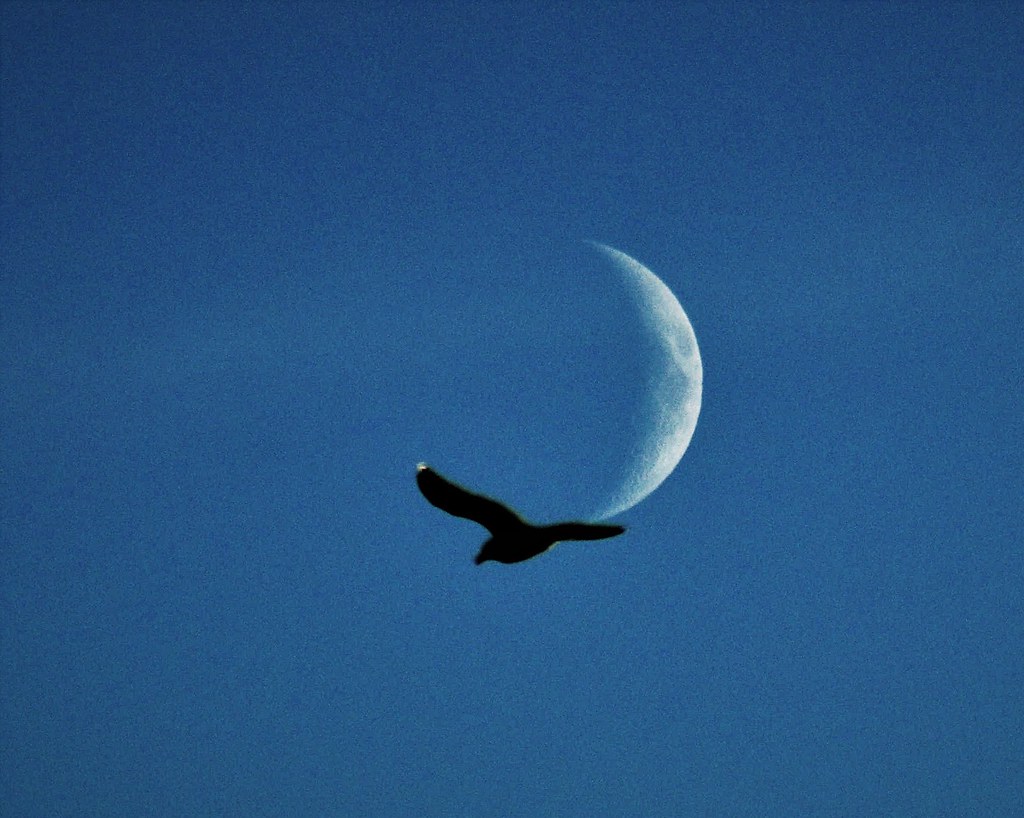 Rising Moon and Seagull