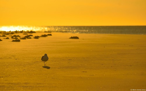 bird seagull gull plumisland greatblackbackedgull sandypoint gbbg
