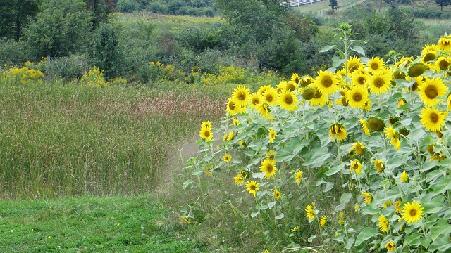 Meadow with sunflowers