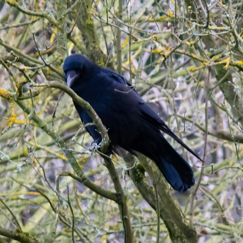 Carrion crow on a twig
