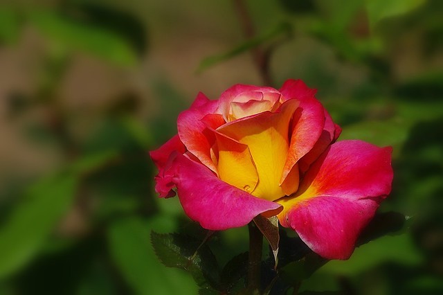 Une de mes roses