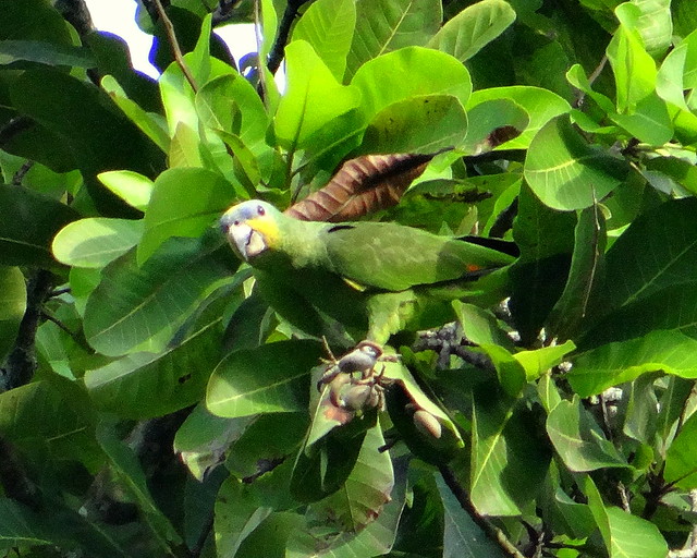 Loro guaro [Orange-winged Parrot] (Amazona amazonica amazonica)
