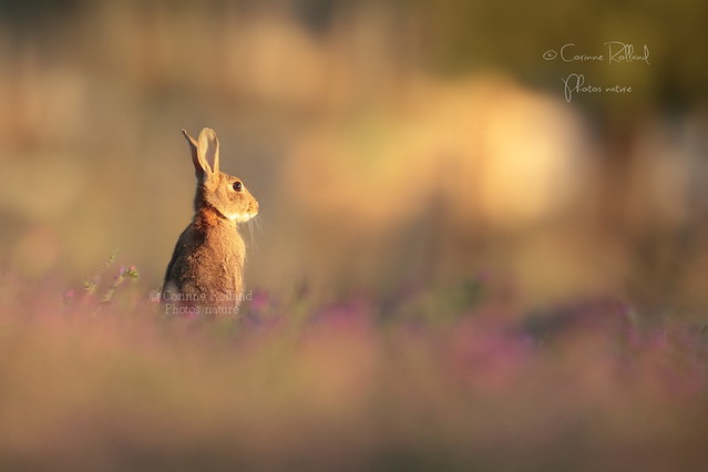 Lapin de garenne ( Oryctolagus cuniculus ) - Wild rabbit #1300