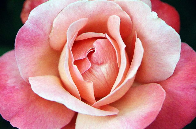 Pink Rose, June 15, 2013 3 full bp
