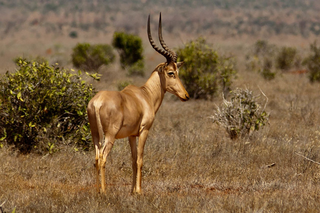 Hirola Antelope