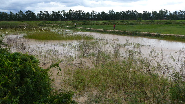 Rice fields, Cambodia