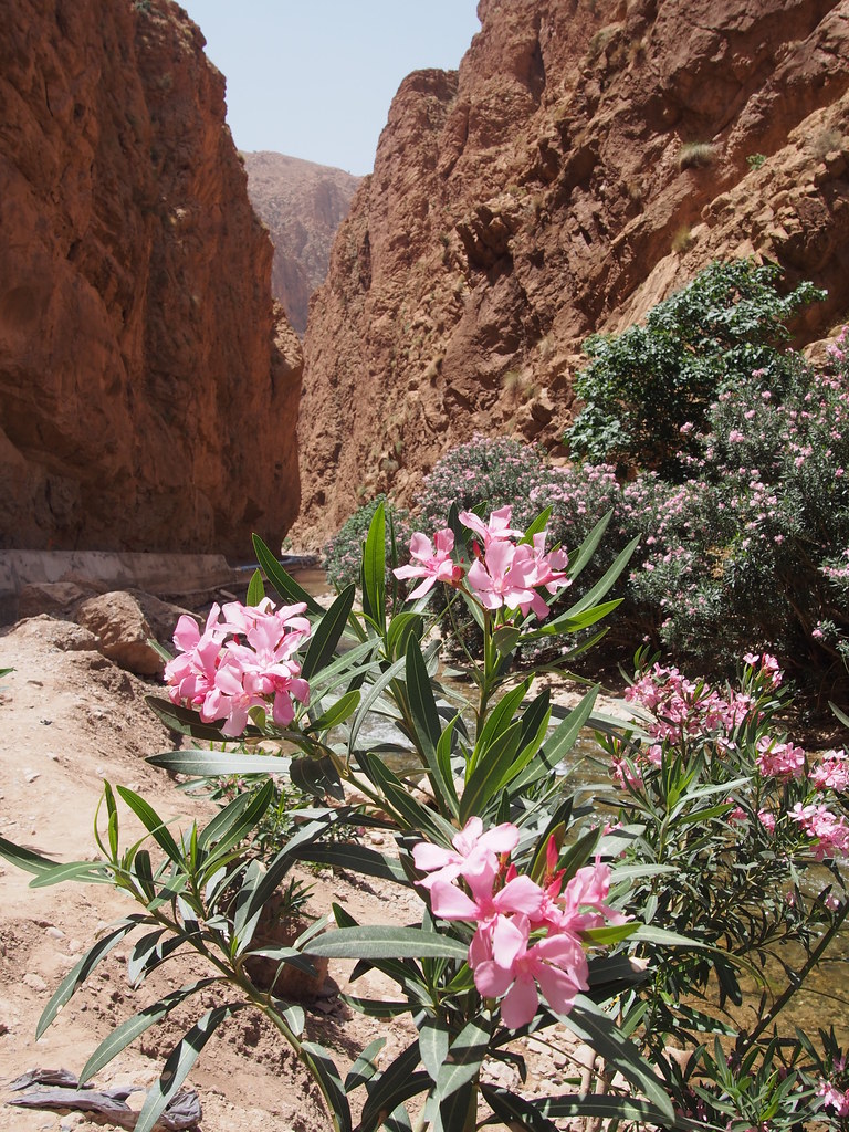 Dades Gorge 4-Day Trekking Expedition — Dades Gorge
