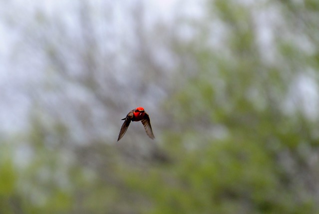 Vermillion flycatcher in flight