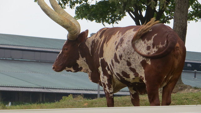 Watusi cow