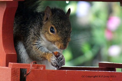 I Got The Whole Nut | by Shug1