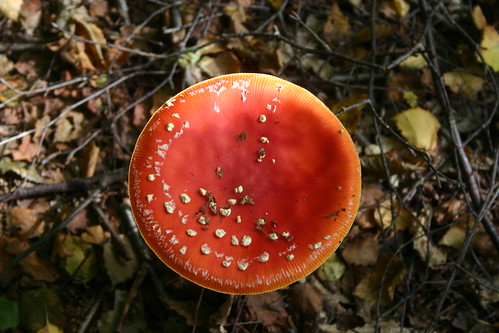 SWC 185 October 6th 2013 Fly Agaric from above 