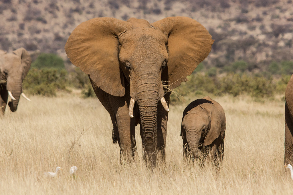African Elephant - Loxodonta africana, Samburu NR, Feb 13 | Flickr