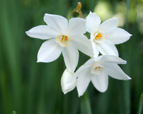 Narcissus als Jardins de Miquel Martí i Pol | Més informació… | Flickr