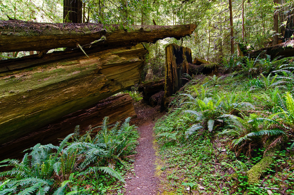 Redwood forest trail by Scrubhiker (USCdyer), CC BY 2.0