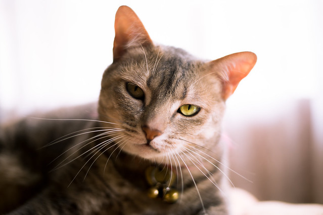 Lacey - Cat Portrait