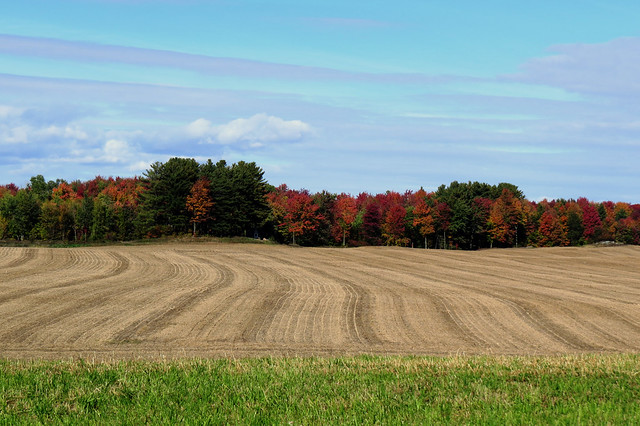 Harvested field and Fall colors in Saint-Armand, Québec