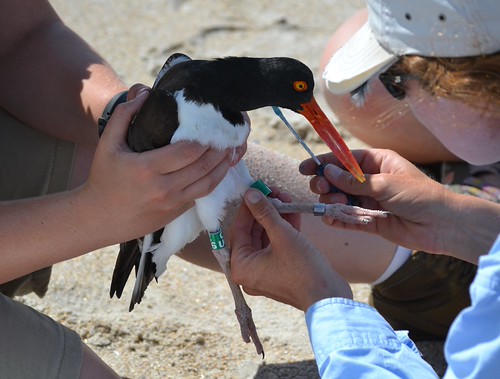American Oystercatcher banding on Masonboro Island. Kate Goodenough | by debrahc245