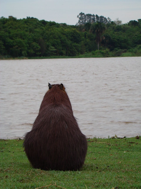 Capybaras like to waste their time just like me