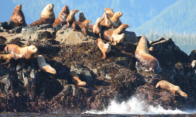 Sea Lions on Rocks Near Skedans - Louise Island, Haida Gwaii, British Columbia, Canada.