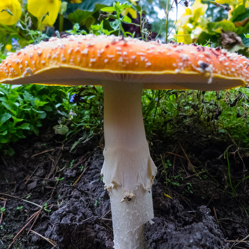 Fly agaric, West Park