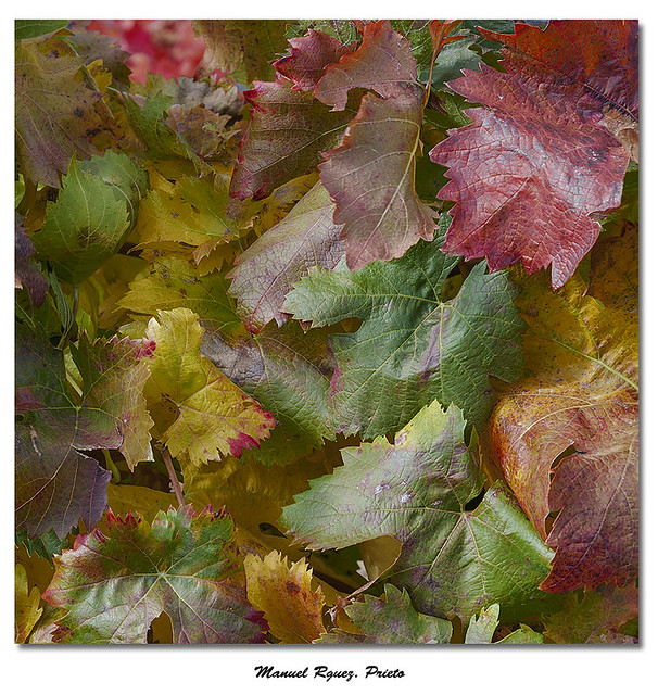 Detalle de viñedo en otoño