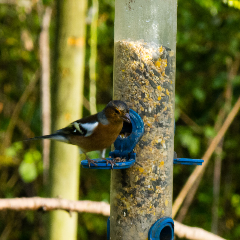 Chaffinch on seed feeder