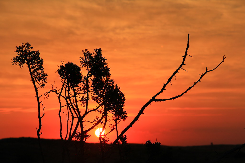 Sunrise Branches