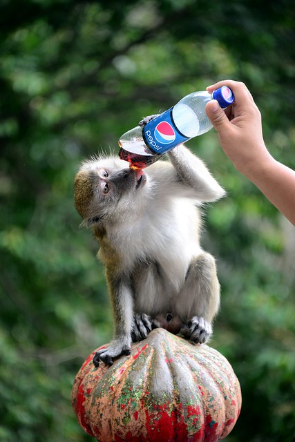 Monkey drinking Pepsi