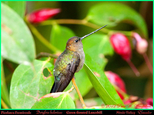 ecuador hummingbird ngc ericaceae colibri picaflor mindo pichincha chupaflor cavendishia ecuadorbirds southamericanbirds neotropicalbirds doryferaludovicae greenfrontedlancebill southamericahummingbirds ecuadorhummingbirds doryfera peterwendelken hummingbirdphotobypeterwendelken ecuadorphoto pichinchahummingbirds mindohummingbirds mindovalley cavendishiatarapotana greenfrontedlancebillphoto greenfrontedlancebillinecuador lancebill picolanzafrentiverde