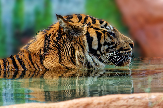 A bathing tiger - a photo on Flickriver