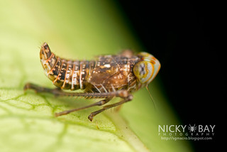 Leafhopper nymph (Coelidiini) - DSC_5669