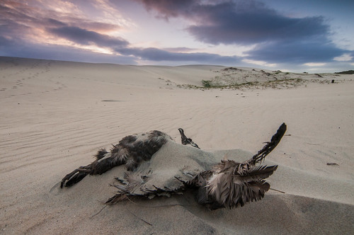 sunset bird landscape dead death sand dunes australia nsw migration muttonbird hungryhead hatheadnationalpark