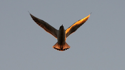 blackheadedgull eidersperrwerk lachmöwe nikond300s sonnenuntergang sunset twilight bird birds animal