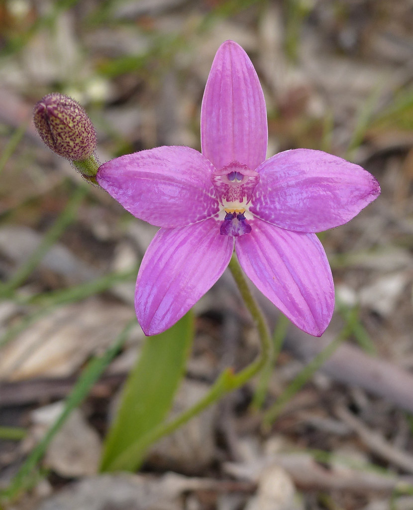 Pink Enamel Orchid - Elythranthera emarginata | spiderorchid | Flickr