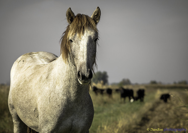 Horse with bulls in Camargue