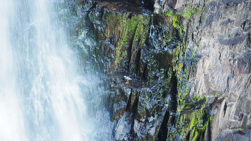 kaptainkobold waterfall falls bird heron nature water rock geology nsw australia