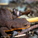Flickr photo 'Rough-skinned newt (Taricha granulosa) - closeup of skin texture' by: DaveHuth.