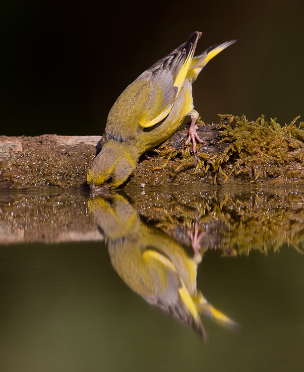 Greenfinch - bathing