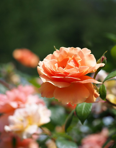 rose バラ royalsunset 花フェスタ記念公園 flowerfestivalcommemorativepark ロイヤルサンセット