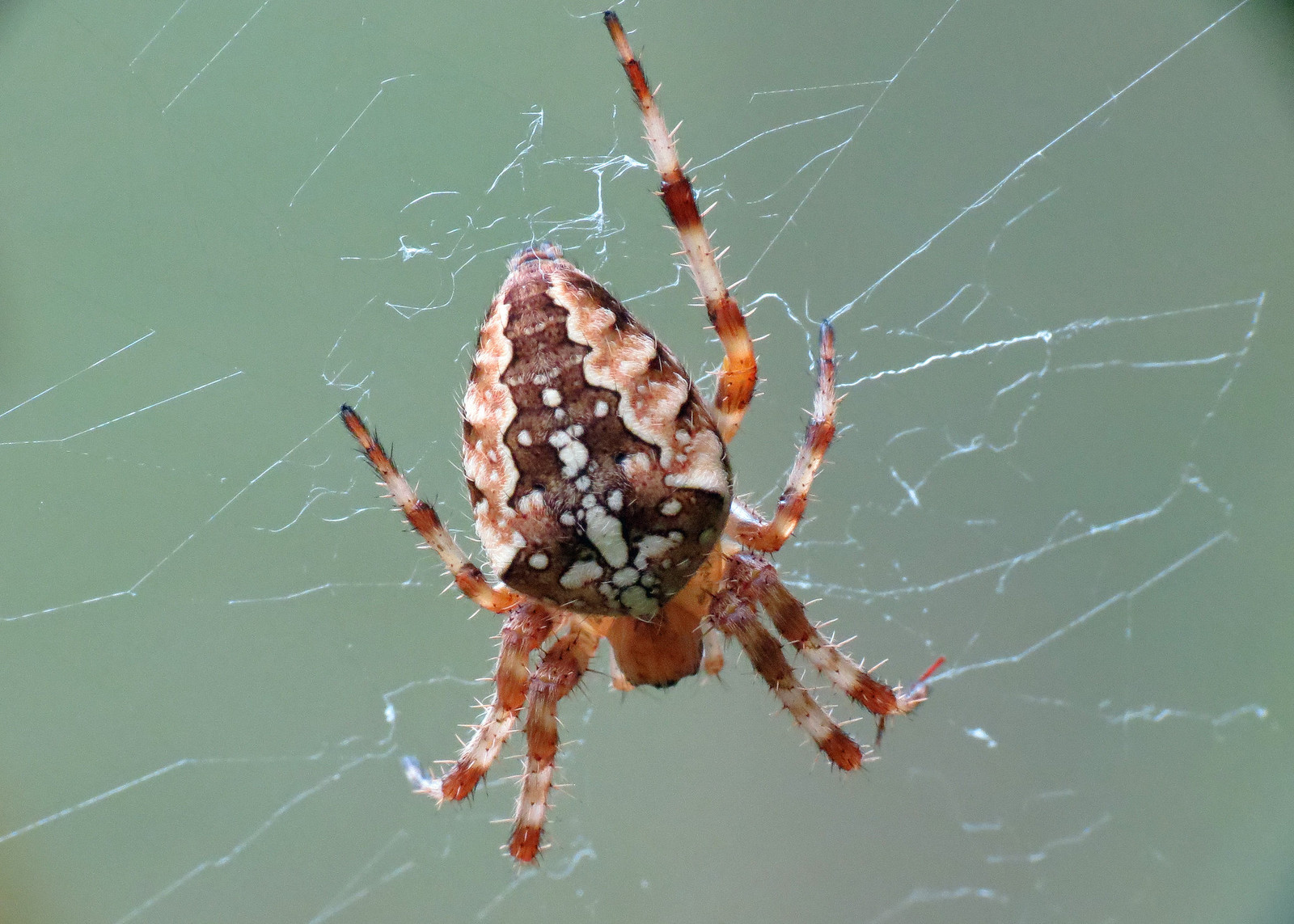 Garden Spider - Araneus diadematus