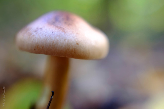 Mushroom °1